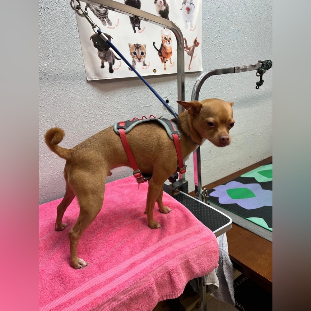 Adjustable Red Dog Harness